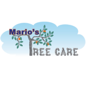 tree-care-shelbyville-ky