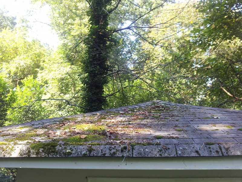 Moss and leaves on a shaded shingle roof