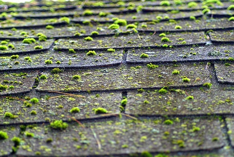 Bellevue Roof Moss Removal