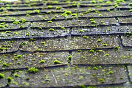 Roof Moss Removal Woodinville Wa